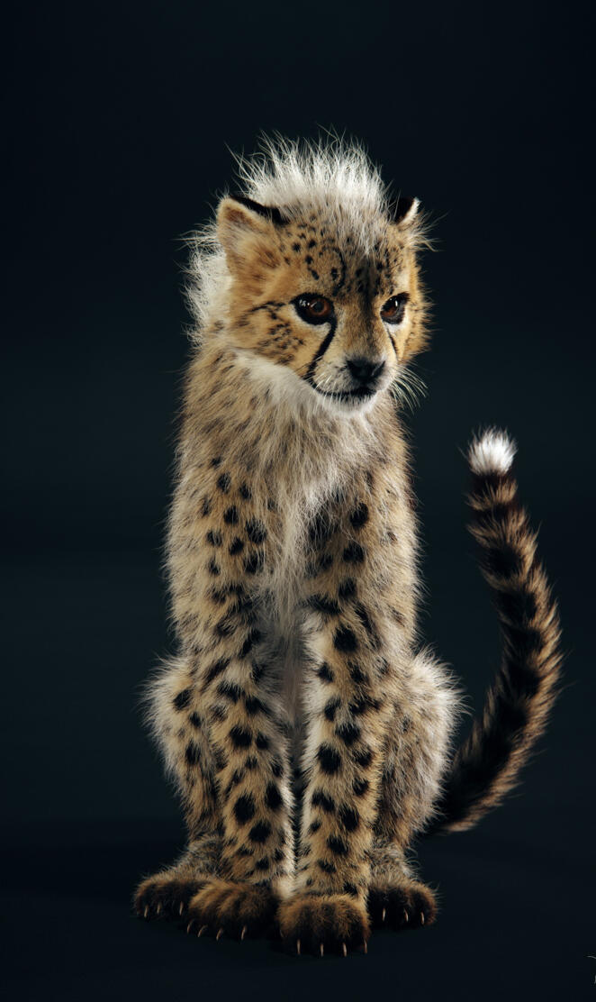 Baby Cheetah