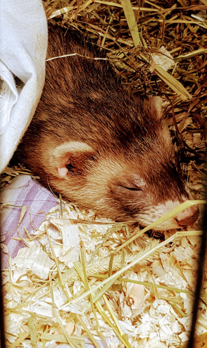 Baby ferret