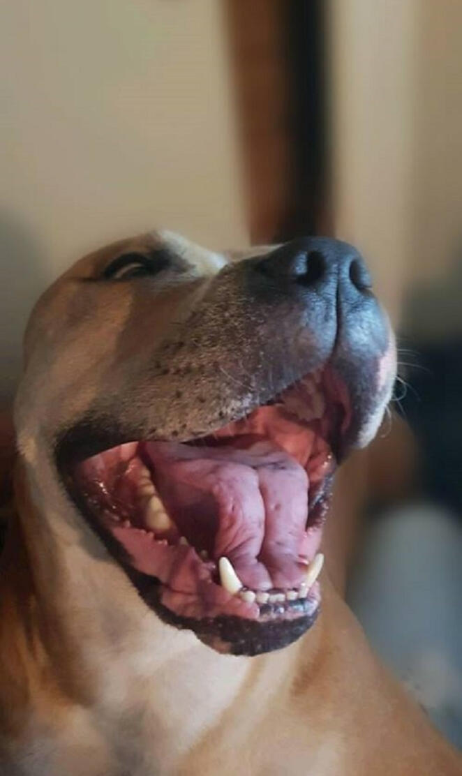 Pitbull Smile