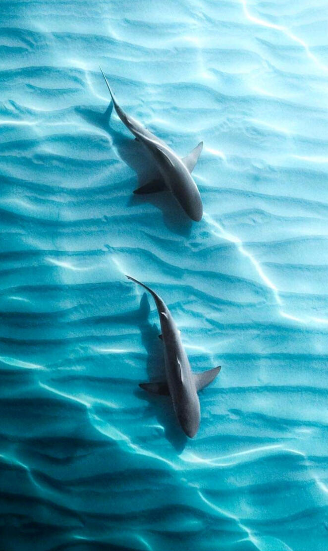 Shark