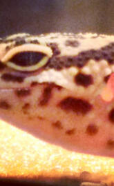 Leopard gecko