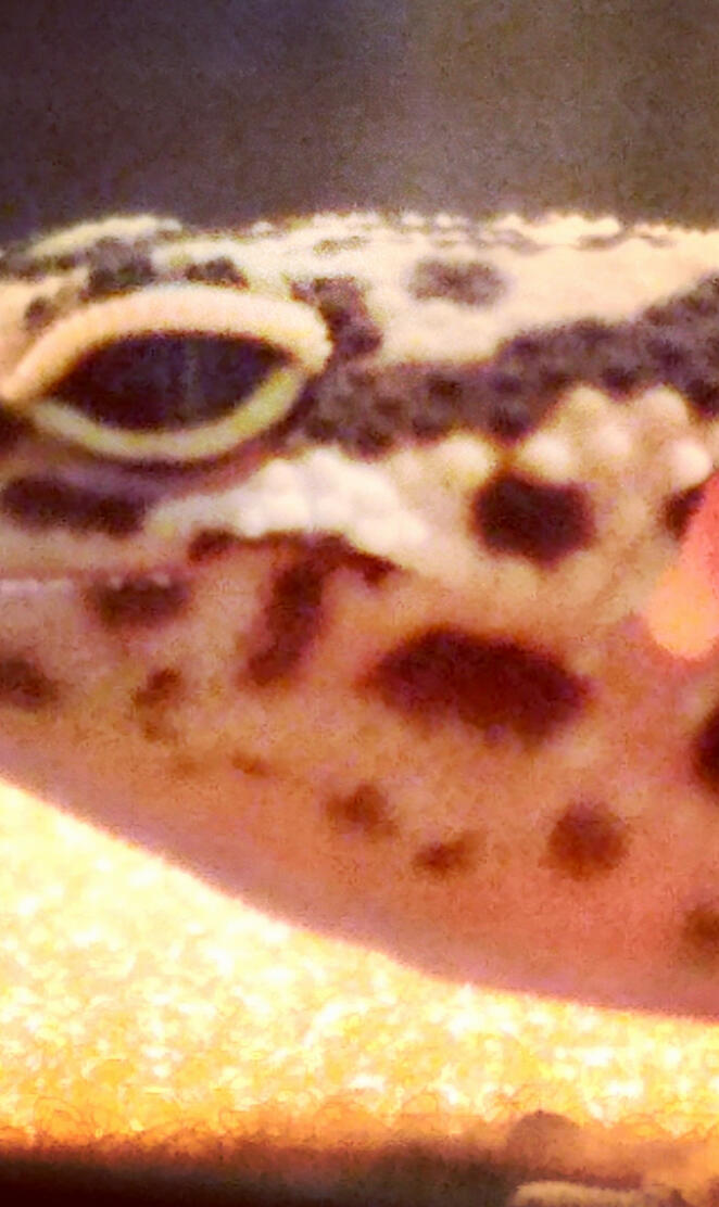 Leopard gecko