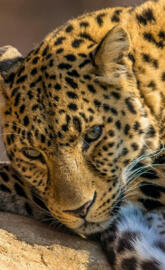 Leopardo