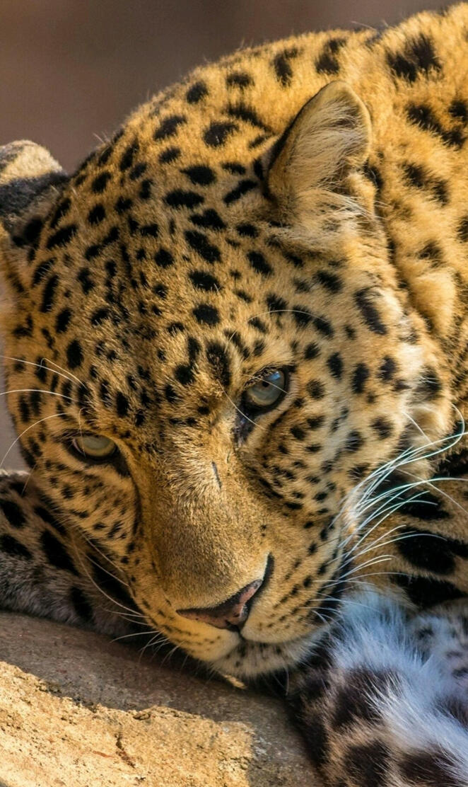 Leopardo
