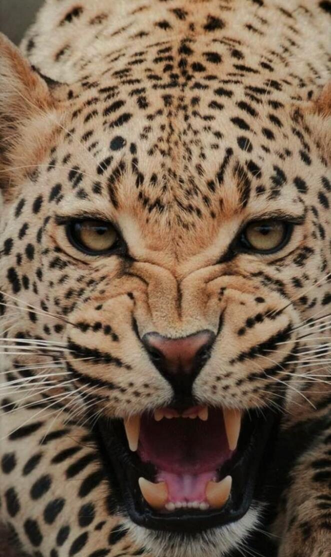 Leopard