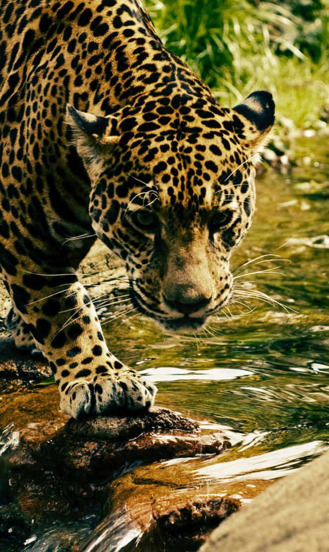 leopard