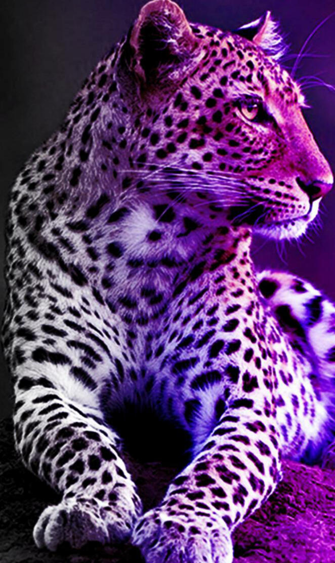 Leopard