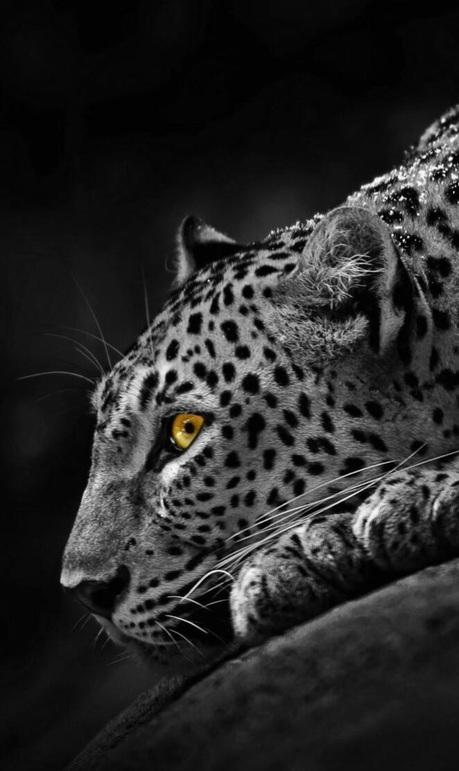 leopard