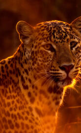 leopard