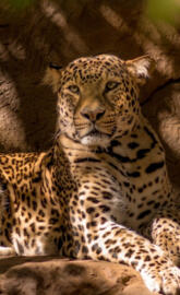 leopard