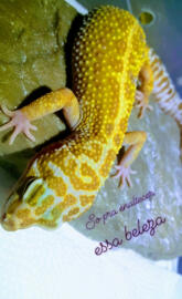 Leopard Gecko 