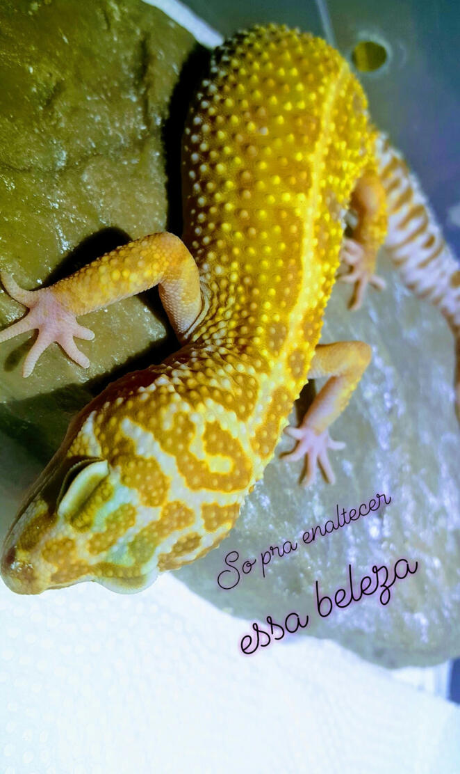 Leopard Gecko 