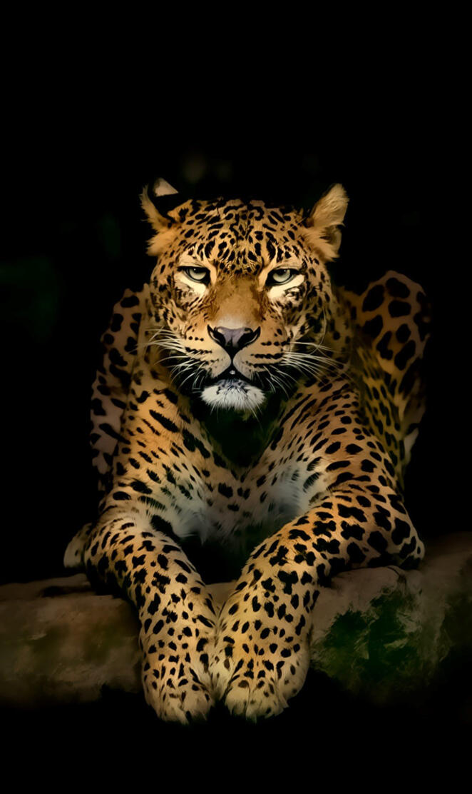 tigre leopardo
