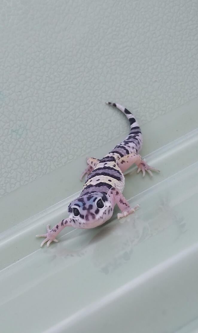 Snow Leopard Gecko