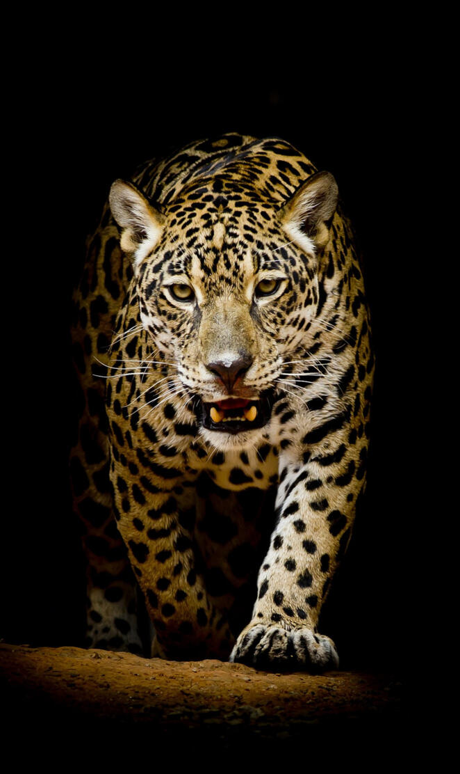 Leopard 4K