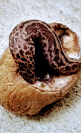Leopard slug