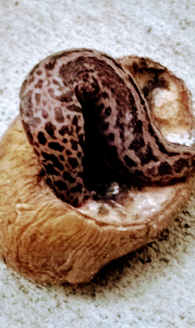 Leopard slug