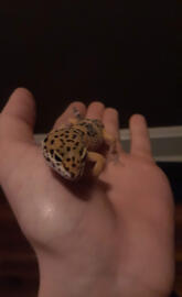 Leopard gecko 
