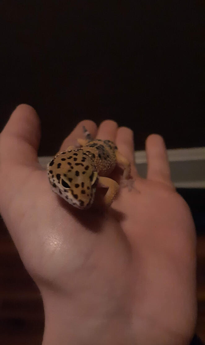 Leopard gecko 