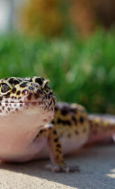 Leopard Gecko