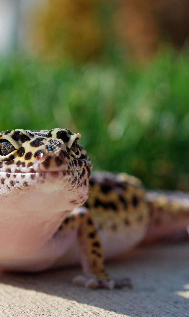 Leopard Gecko