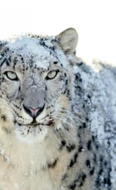 White Snow Leopard