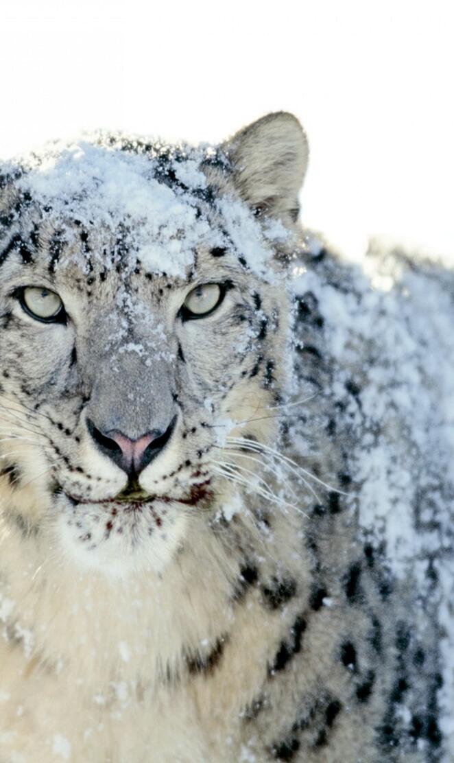 White Snow Leopard