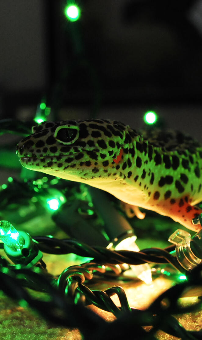 Christmas Gecko