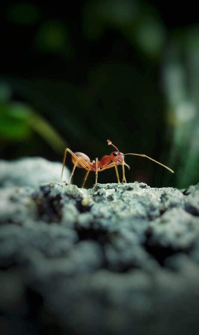 Ant