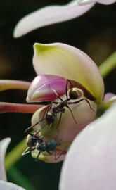 Ants and orchid