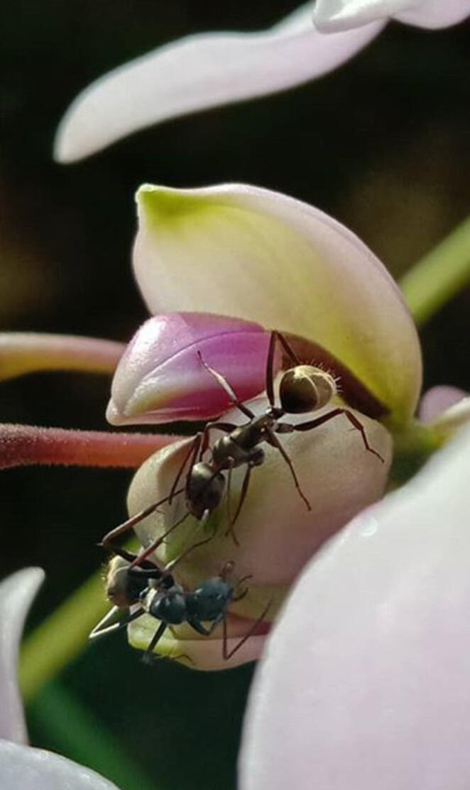 Ants and orchid