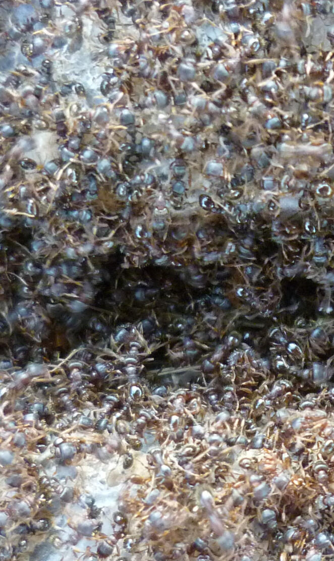 Ants Hard At Work