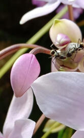 Ants on orchid