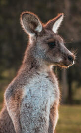 Kangaroo