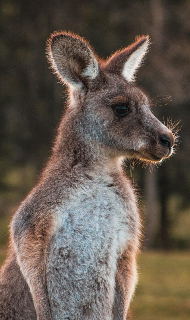 Kangaroo