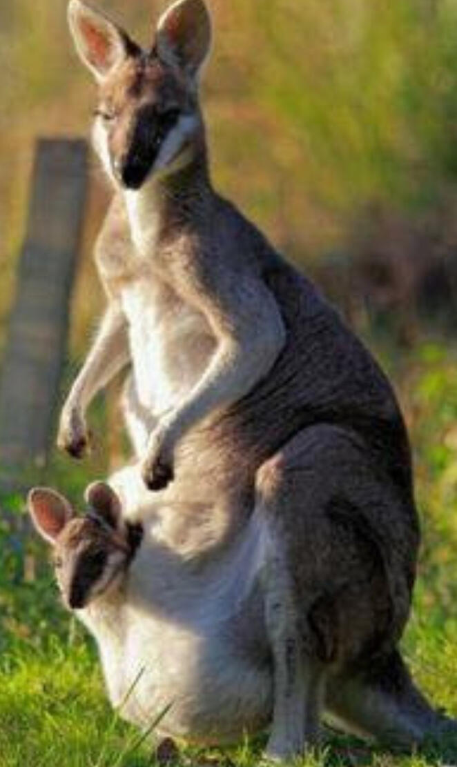 kangaroo