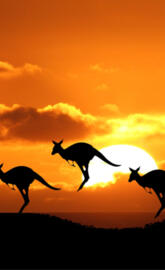 Kangaroos