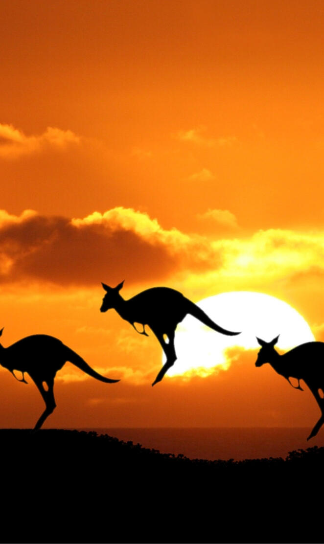 Kangaroos