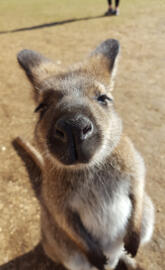Wallaby