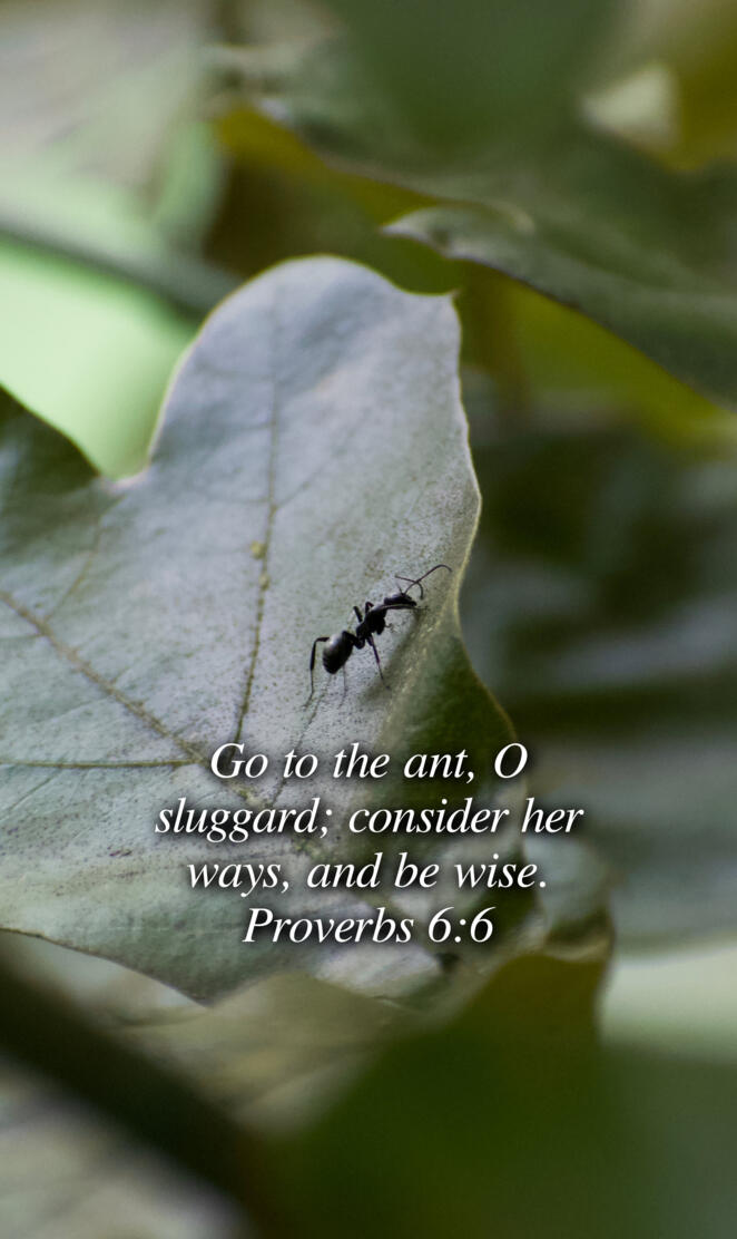 Proverbs 6:6