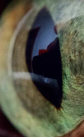 Cat eye macro