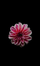 Flower from ds Ali