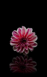 Flower from ds Ali