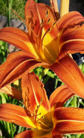 DayLily duet