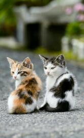 Kittens