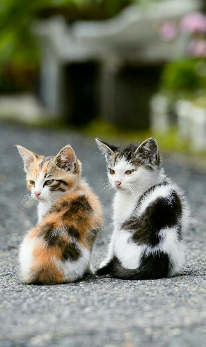 Kittens