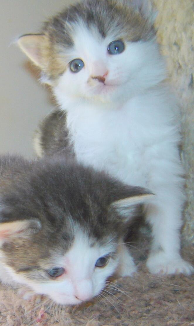 Two Kute Kittens