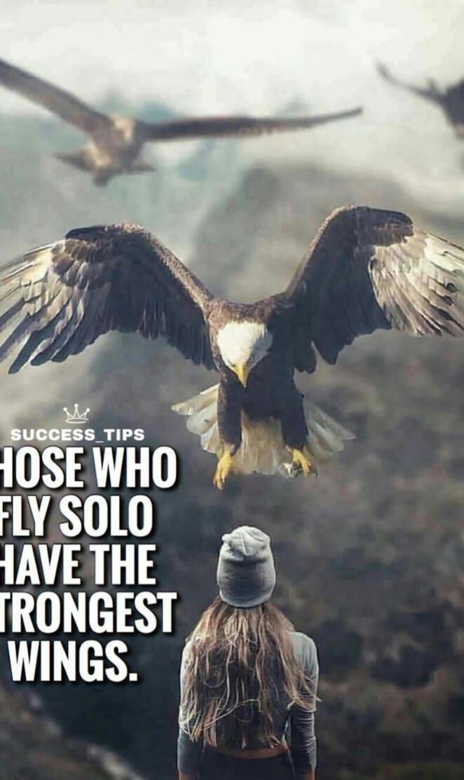 Solo fly