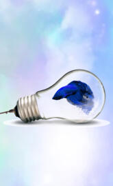 Lightbulbs fish
