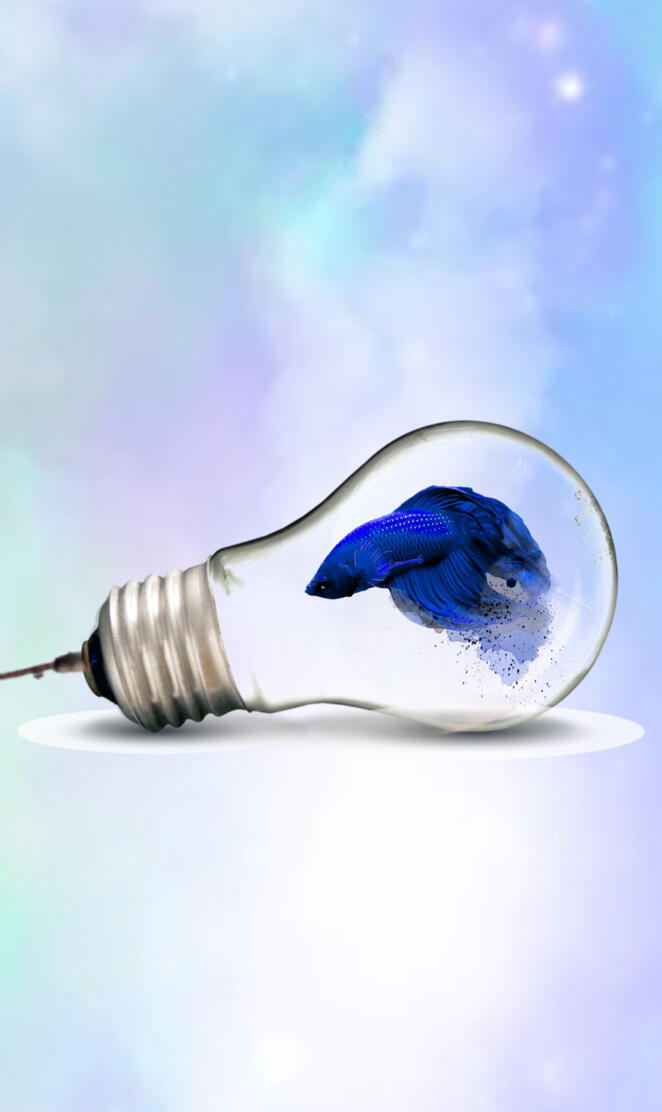 Lightbulbs fish